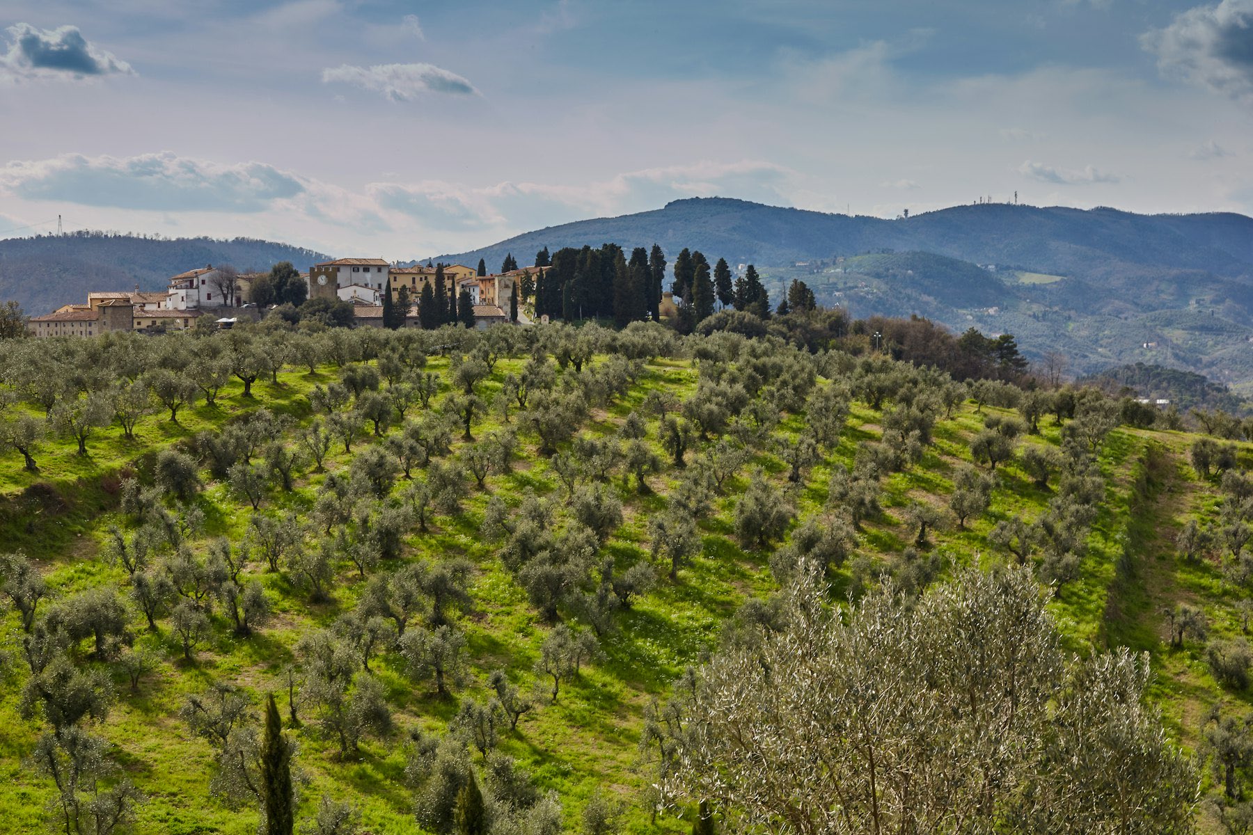 Terraced olive groves running up to a hilltop village